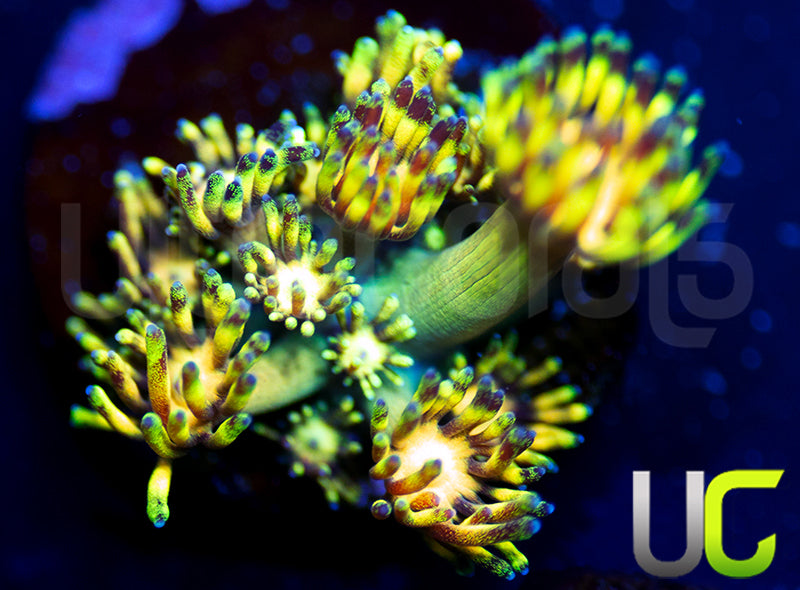 OG Grand Master Goni