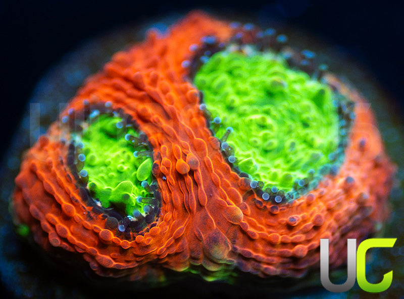Agent Orange Acan Echinata
