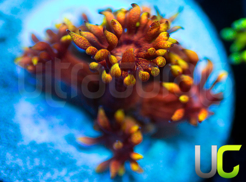 Jaes Atomic Balls Goni