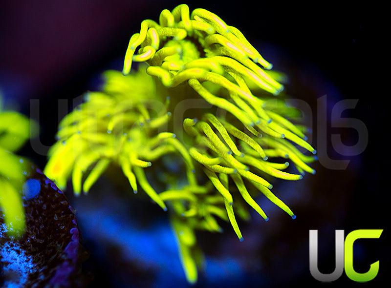 UC Black Canary Goni