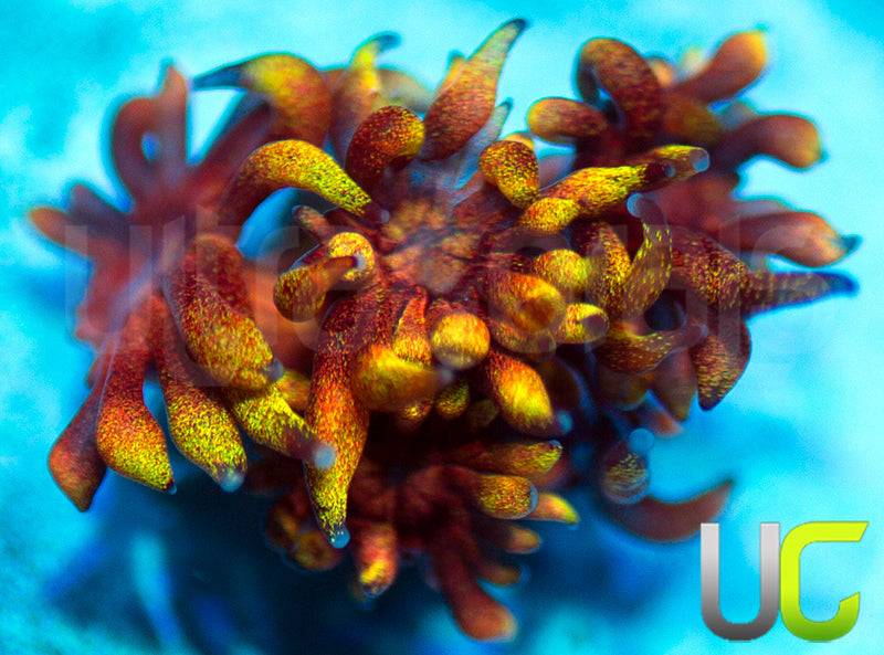 Jaes Atomic Balls Goni