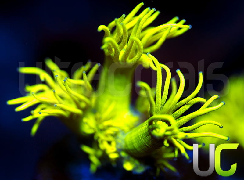 UC Black Canary Goni