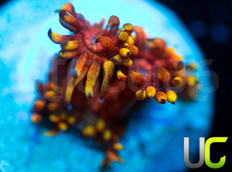 Jaes Atomic Balls Goni