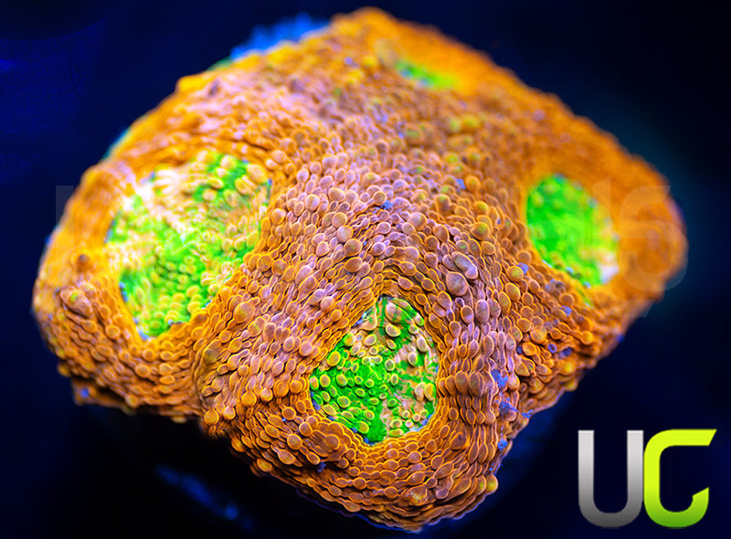 UC Lorax Acan Echinata