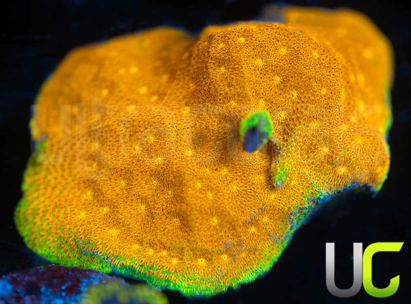 UC Yellow Yutz Psammocora