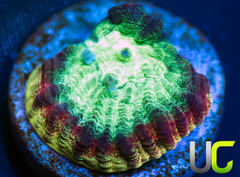 JF Psycho Rainbow Rim Favia