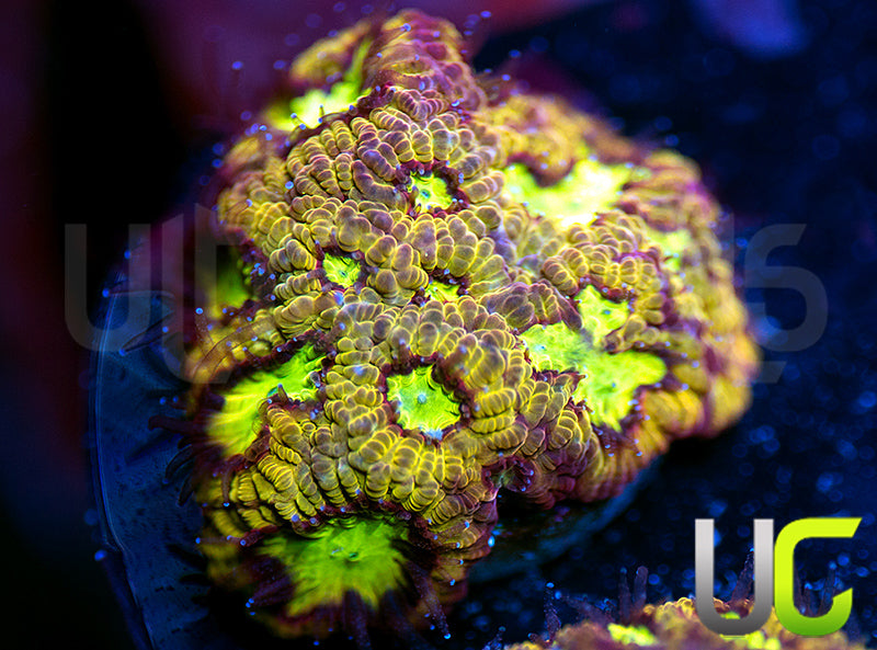 UC Overkill Favites
