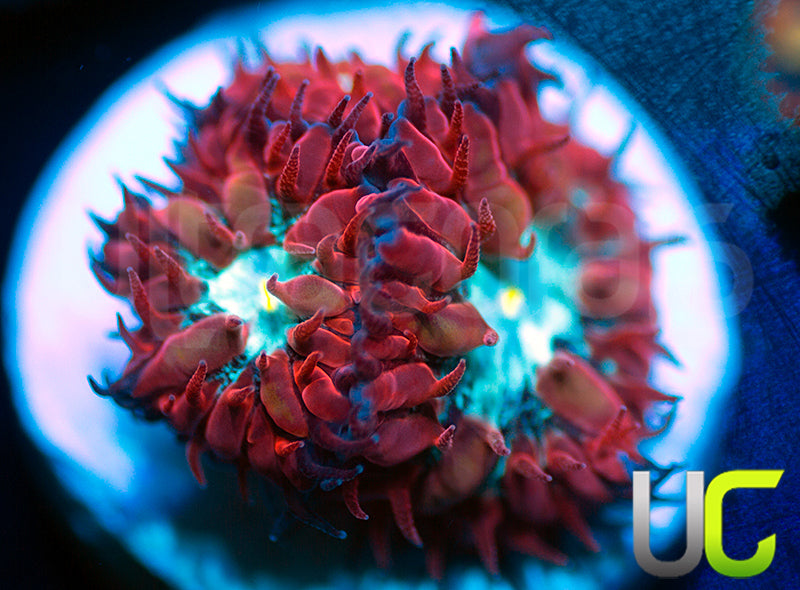 UC Azure Sky Blastos