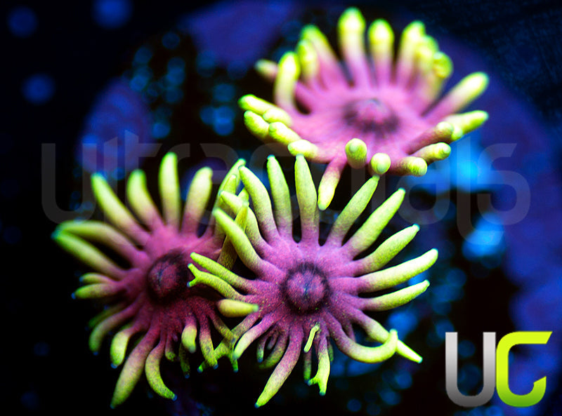 Red Light District Goni