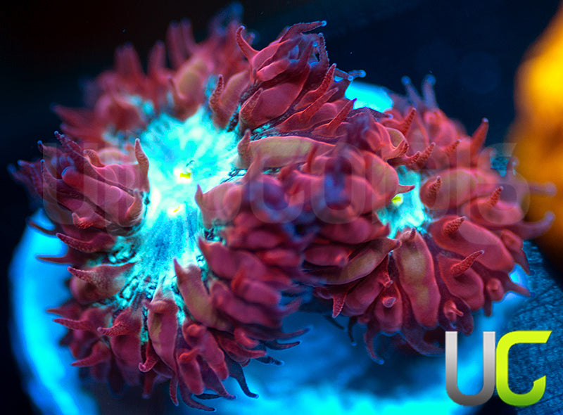 UC Azure Sky Blastos