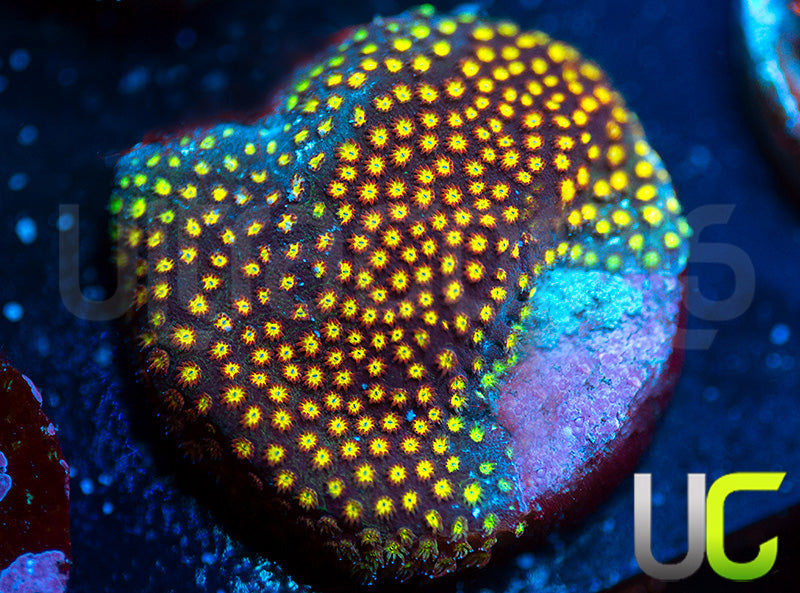 UC Flamethrower Stylo