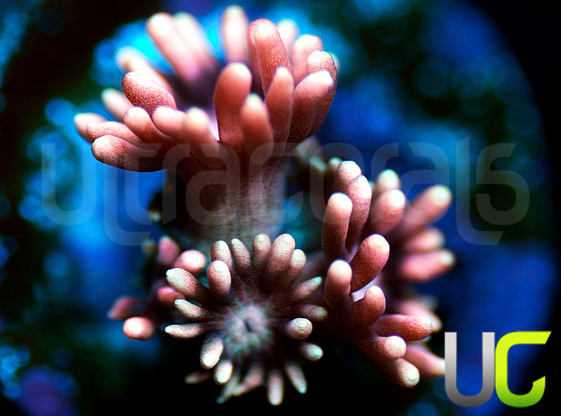 New Release: UC Axolotl Goni