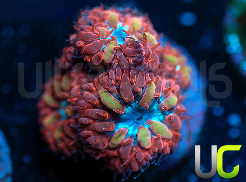 UC Azure Sky Blastos