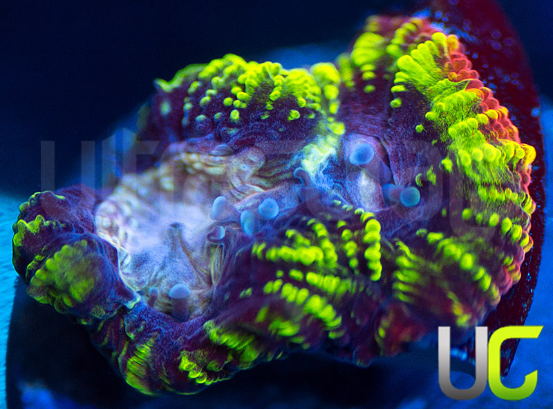 UC Double Rainbow Favia