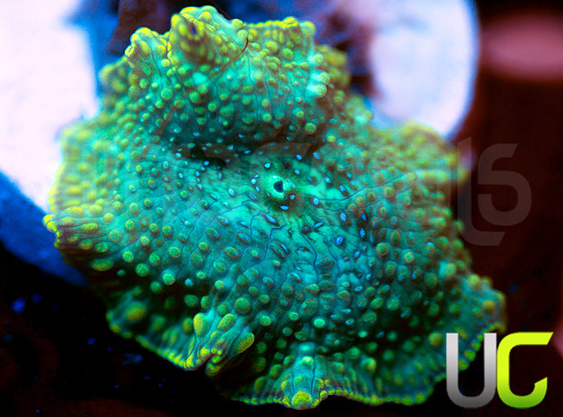 UC Swamp Thing Mushroom