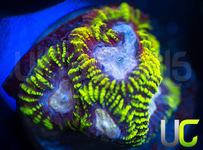 UC Double Rainbow Favia