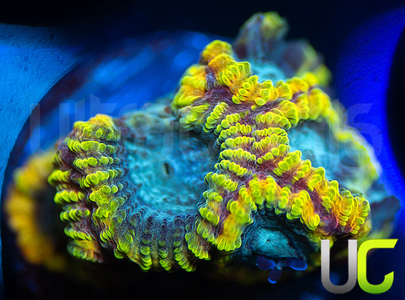 TGC Favia of the Gods