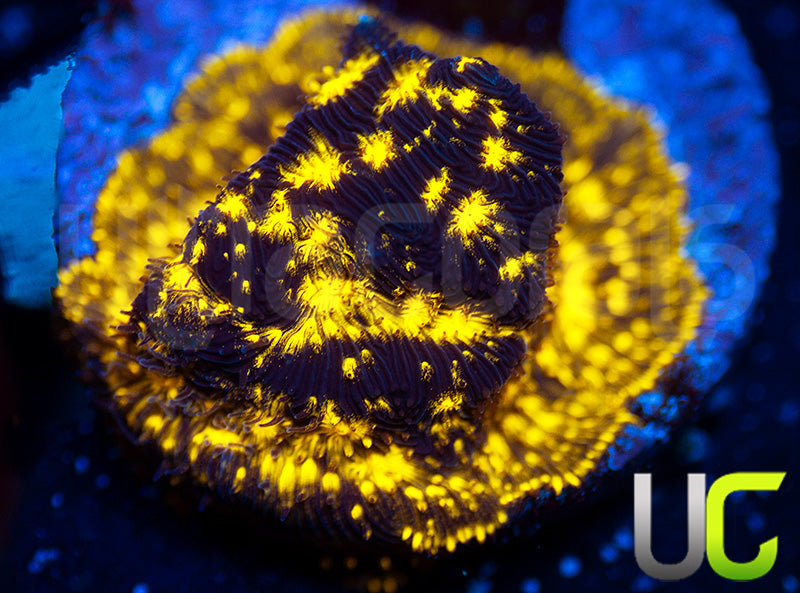 UC Blinding Lights Psammocora