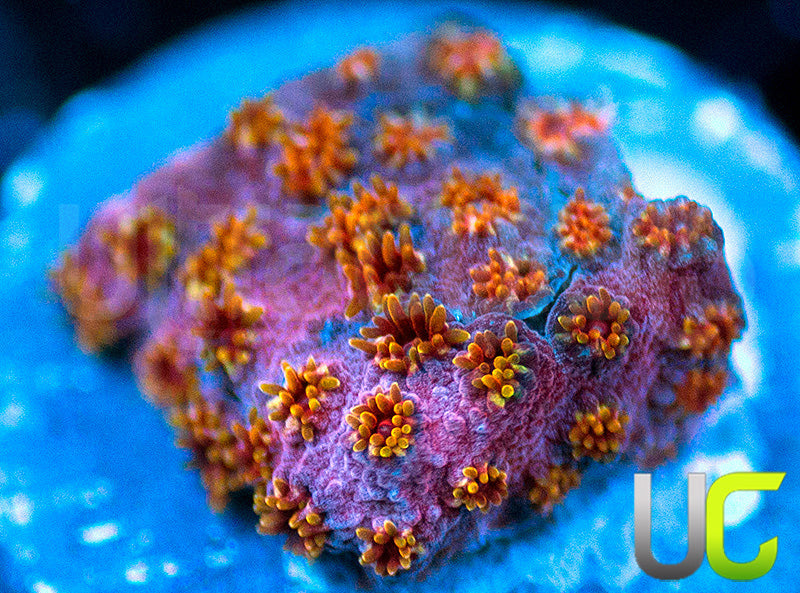 WWC Skittles Bomb Cyphastrea