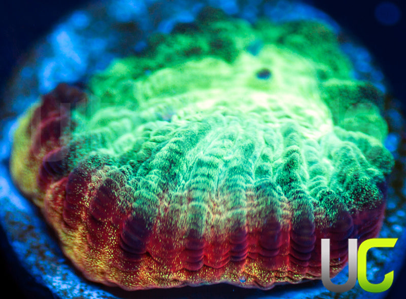 JF Psycho Rainbow Rim Favia