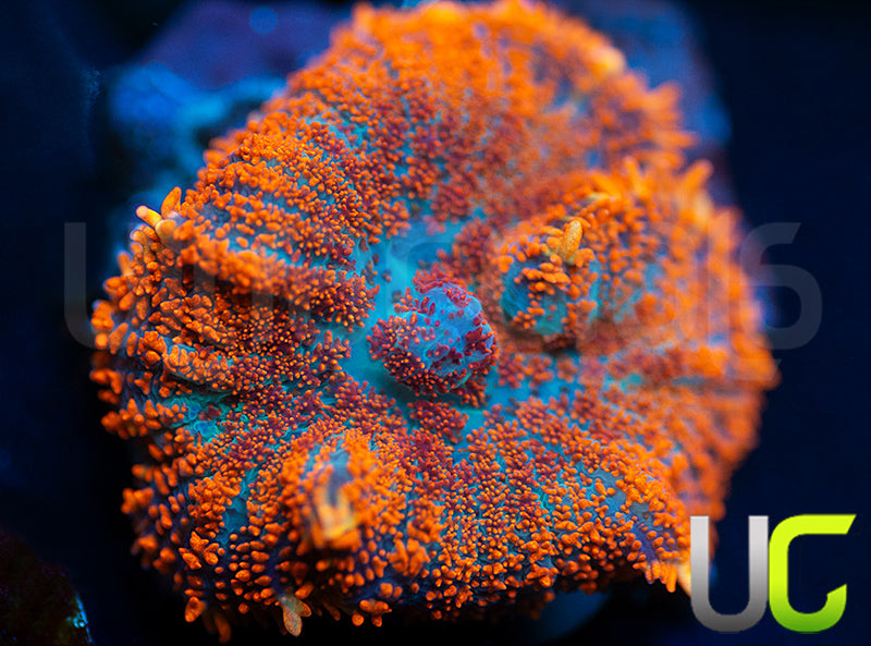 UC Hells Spells Mushroom