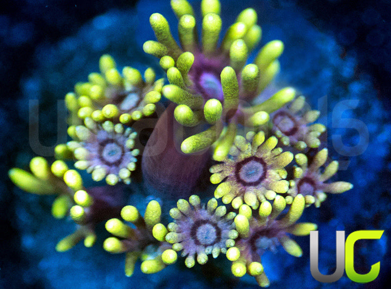 UC Snuffleupagus Goni