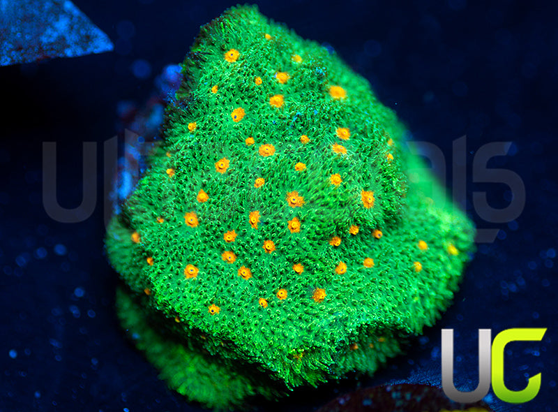 CC Smashing Pumpkins Psammcora