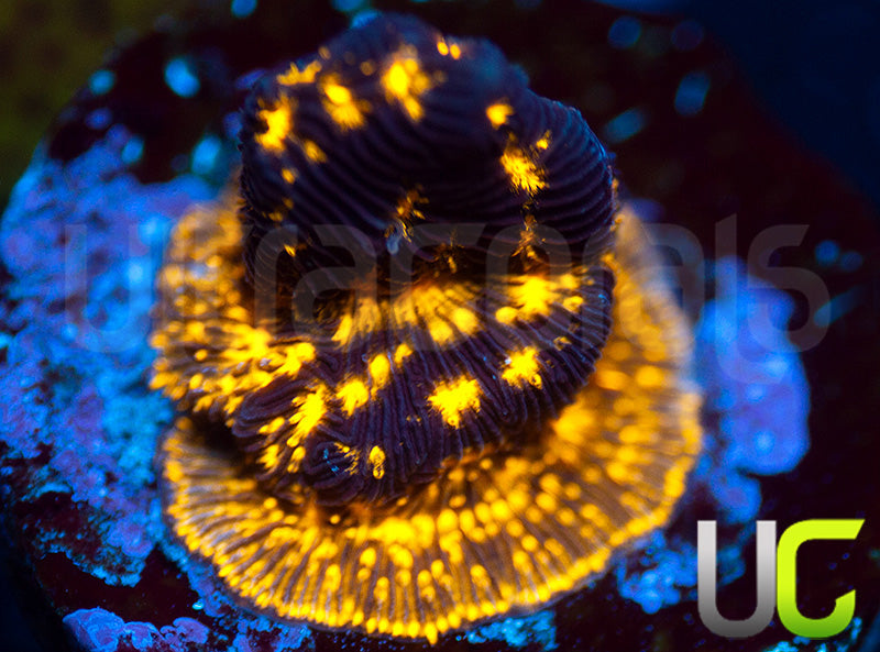 UC Blinding Lights Psammocora