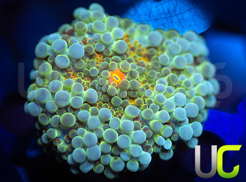 UC Caterpillar Yuma Ricordea