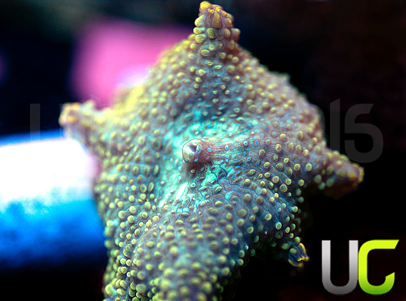 UC Swamp Thing Mushroom