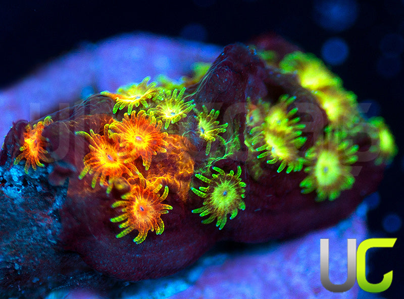 LC Circuit Breaker Cyphastrea