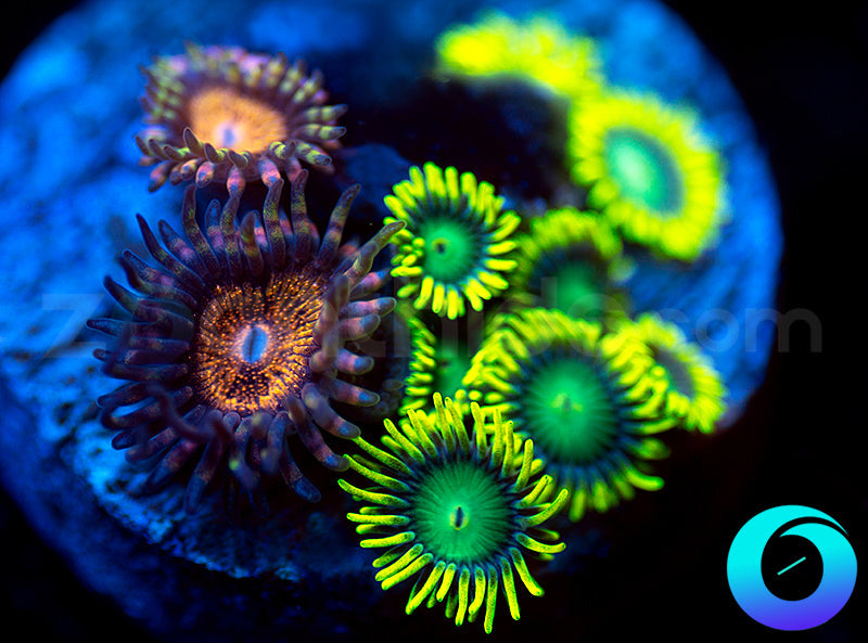 Pandora and Nuclear Dragon Eye Combo