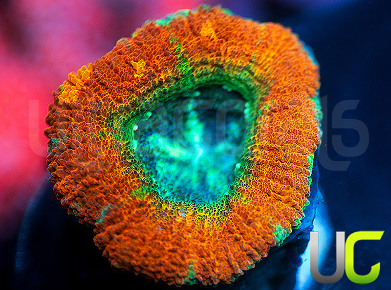 UC Flash Bang Micro Lord