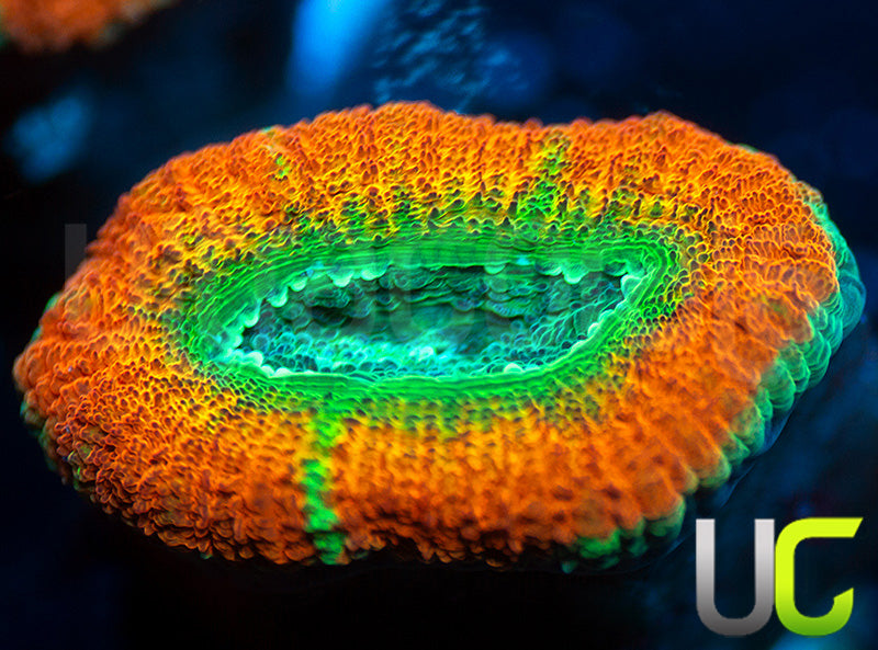 UC Flash Bang Micro Lord