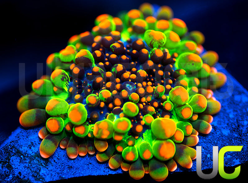 OG Gozilla Bounce Yuma Ricordea