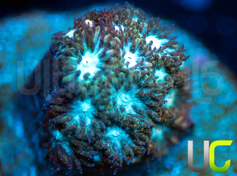 UC Rainbow Leptastrea