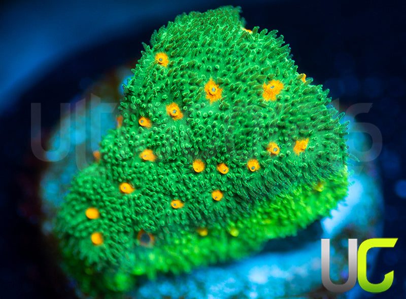 CC Smashing Pumpkins Psammcora