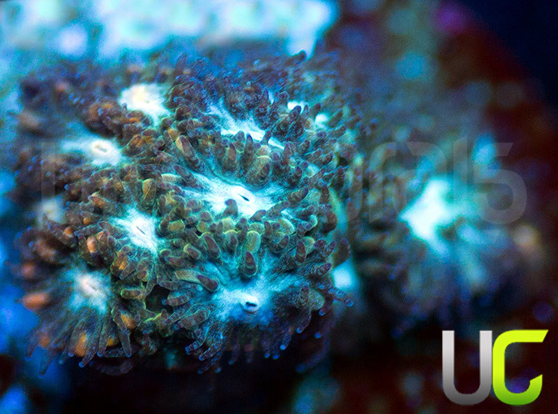 UC Rainbow Leptastrea