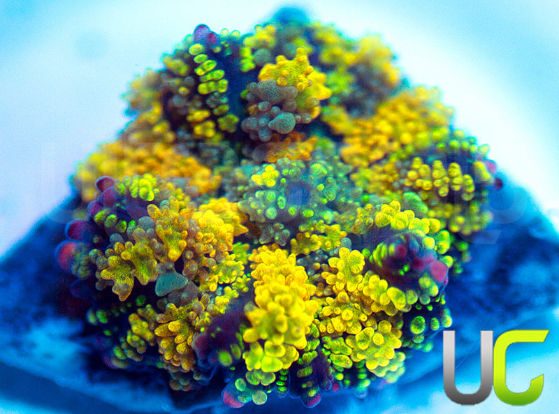 Gonzo Golden Dragon Mushroom