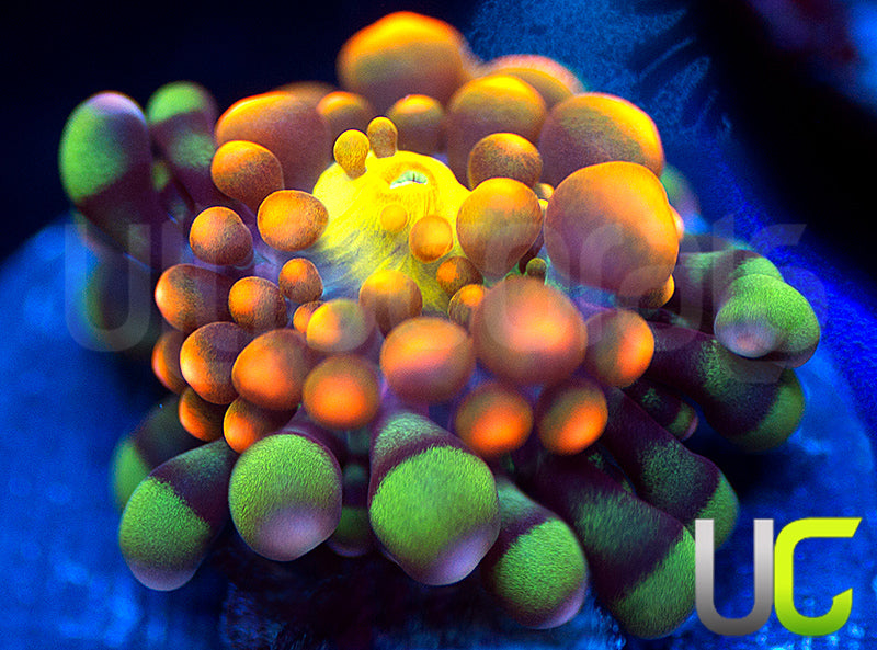 King Kong Bouncing Ricordea