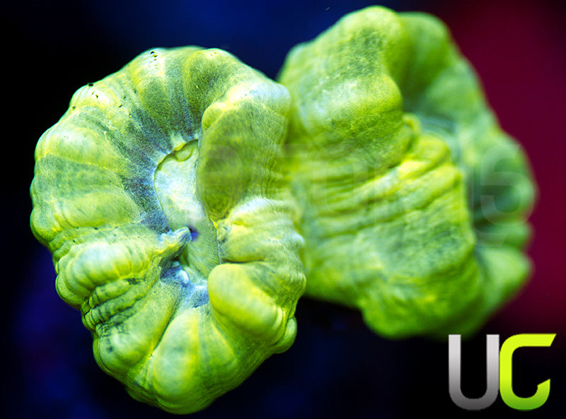 Kryptonite Candy Cane