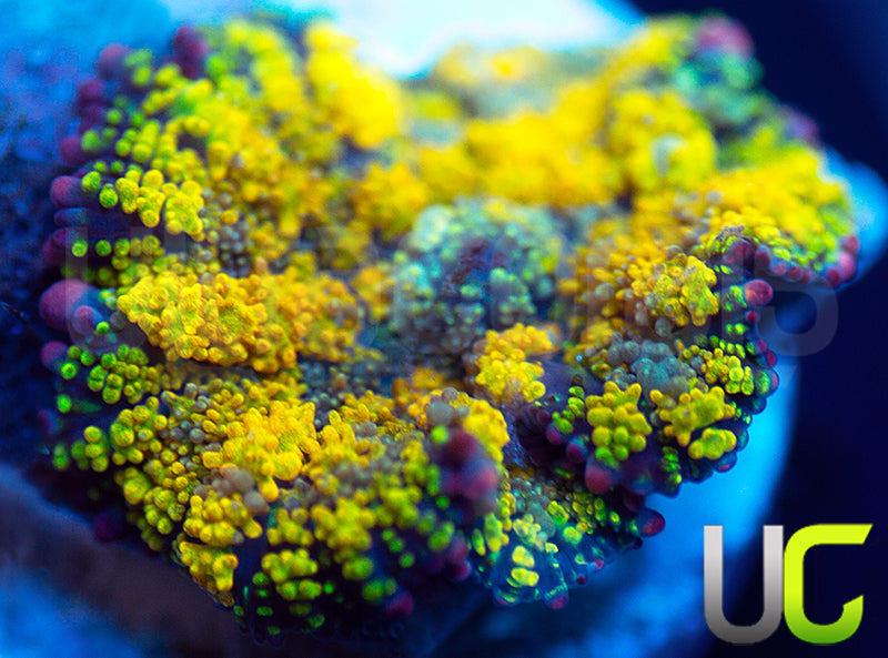 Gonzo Golden Dragon Mushroom