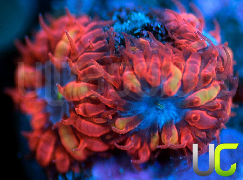 UC Blue Raven Blastos