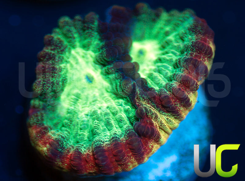 JF Psycho Rainbow Rim Favia