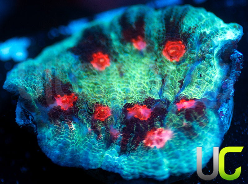 UC Hellspawn Chalice