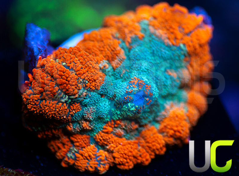 UC Daydream Mushroom