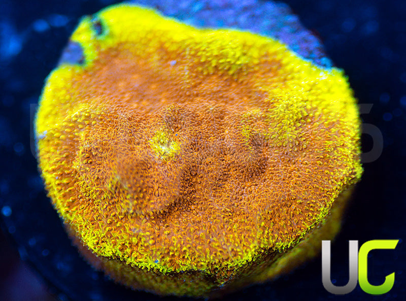 UC Mean Streak Branching Psammocora