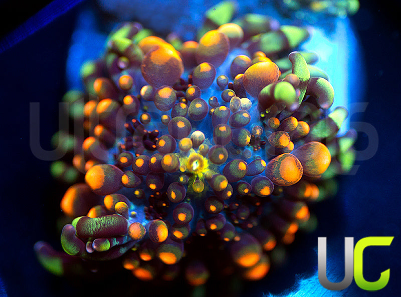 King Kong Bouncing Ricordea