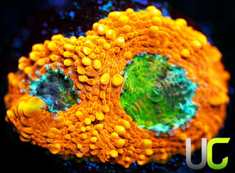 OG Pumpkin Patch Acan Echinata