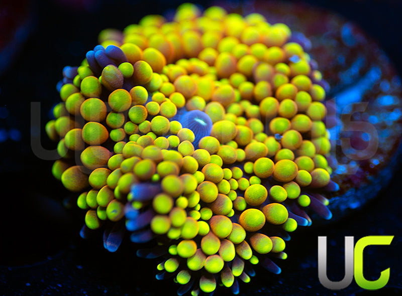 UC Metallic Yellow Pink Ricordea Florida